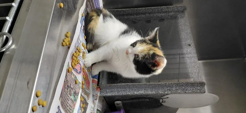 A baby small-sized female Domestic Medium Hair cat named Elsa for adoption in Henderson, NC