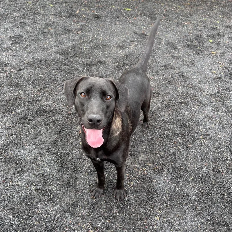 A baby small-sized female Black Labrador Retriever dog named Millie for adoption in Quakertown, PA