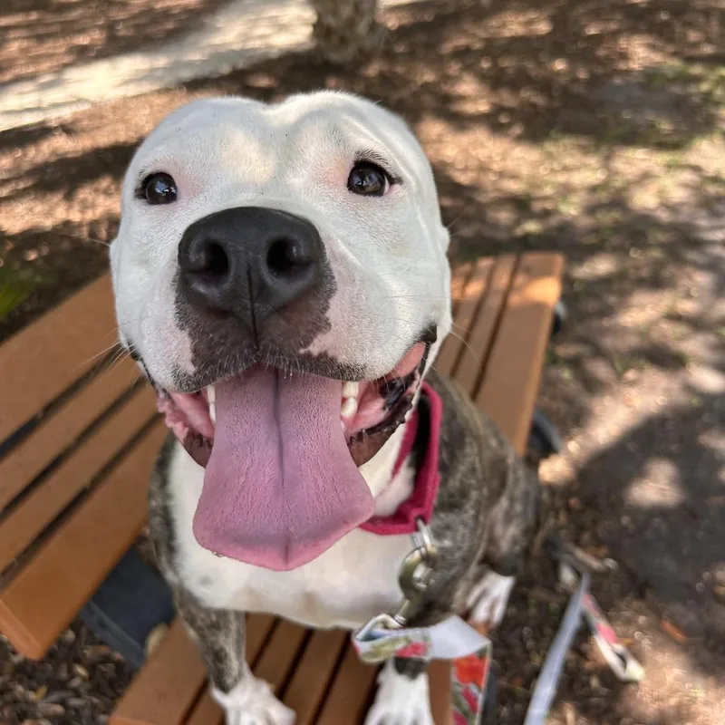 An adult medium-sized female White / Cream Mixed Breed dog named Penelope for adoption in Sarasota, FL