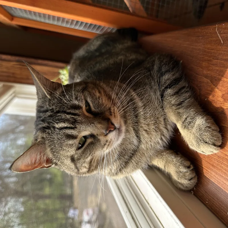 An adult large-sized female Dilute Tortoiseshell Tabby cat named Daisy for adoption in Dresher, PA