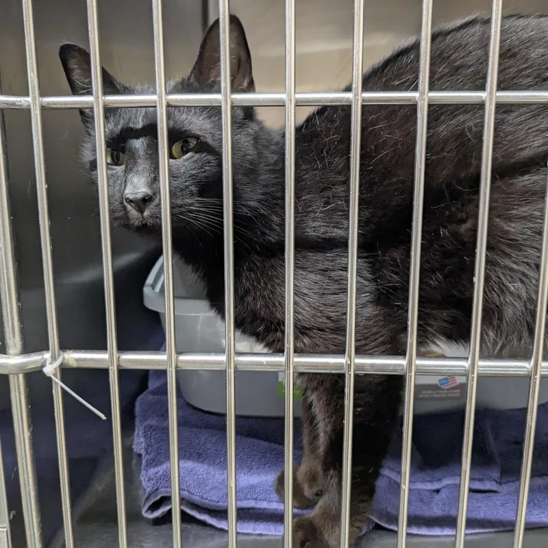 An adult medium-sized female Black Domestic Short Hair cat named M.o.m. for adoption in Danville, KY