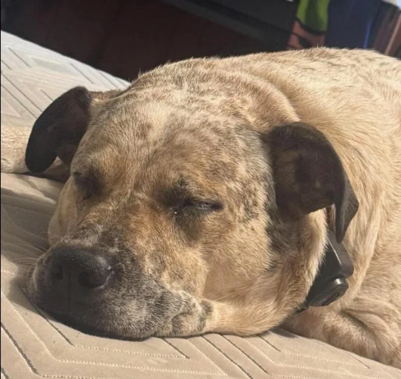 An adult large-sized male Tricolor (Brown, Black, & White) Cattle Dog dog named Turbo for adoption in Brooks, ME
