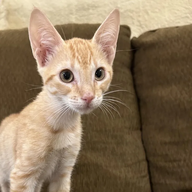 A baby small-sized male Domestic Short Hair cat named Root Beer for adoption in Hattiesburg, MS