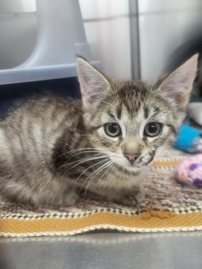 A baby medium-sized female Domestic Short Hair cat named Starla for adoption in Medford, WI