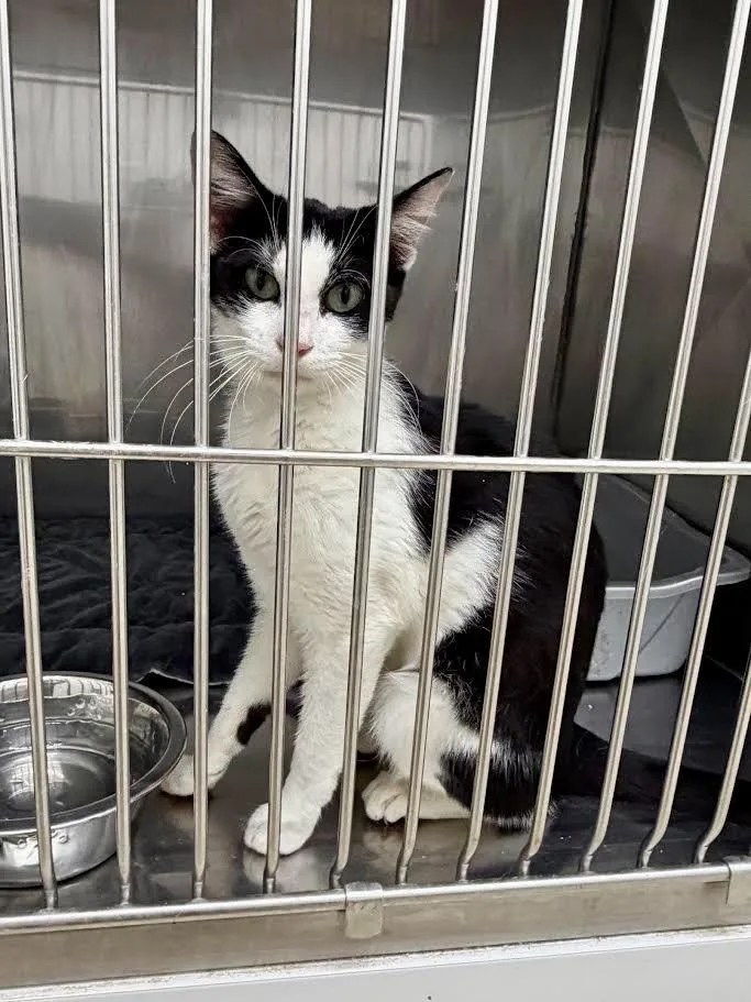 A baby small-sized female Domestic Short Hair cat named Saturn for adoption in Glenfield, NY