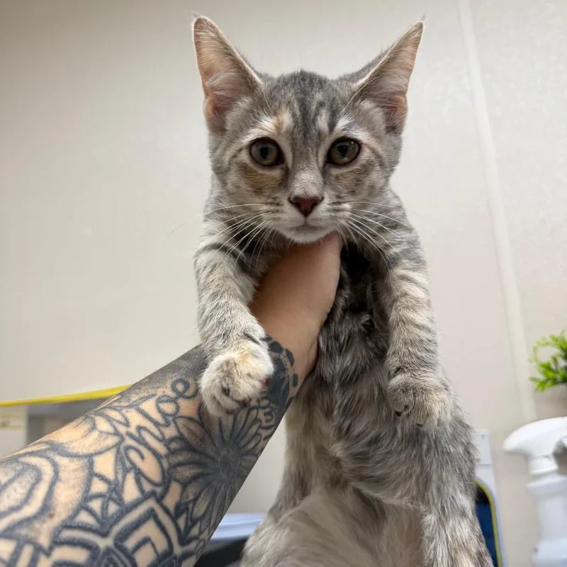 A baby small-sized female Gray / Blue / Silver Domestic Short Hair cat named Glad Force Flex for adoption in Morganton, NC