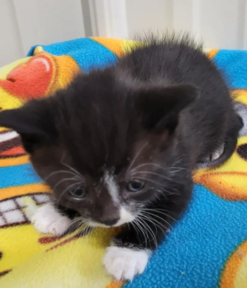 A baby medium-sized female Domestic Short Hair cat named Wednesday for adoption in Medford, WI