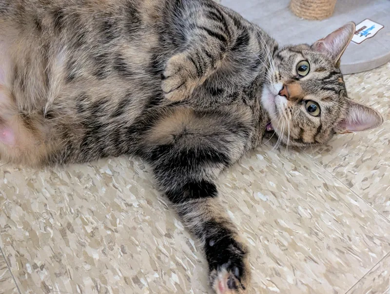 HIra