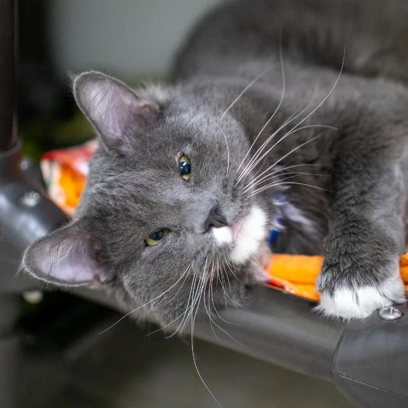 An adult large-sized male Domestic Medium Hair cat named Boop for adoption in Albuquerque, NM