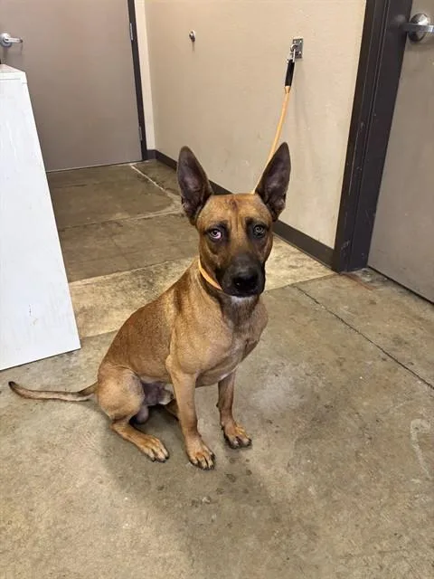 A young large-sized male Belgian Shepherd / Malinois dog named Banana for adoption in Ontario, CA