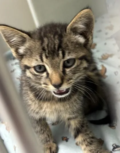 A baby small-sized male Domestic Short Hair cat named 864-26 for adoption in Cumming, GA