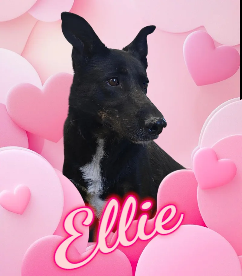 Ellie thumbnail 6