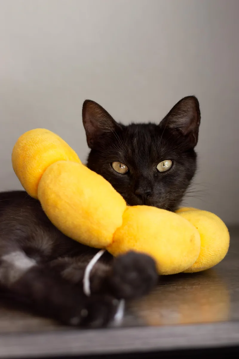 A young medium-sized female Black Domestic Short Hair cat named Olivia for adoption in Elk Grove, CA