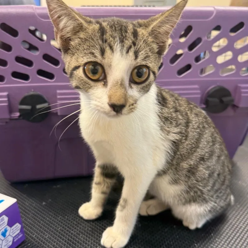 A baby small-sized female Brown / Chocolate Domestic Short Hair cat named Irene for adoption in Lake Panasoffkee, FL