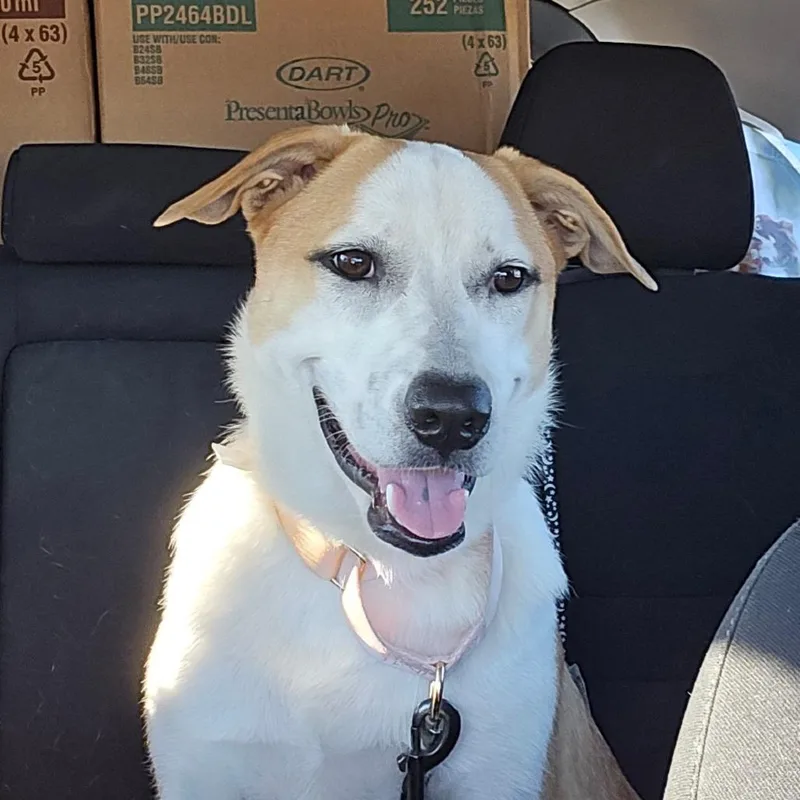A young small-sized female White / Cream Labrador Retriever dog named Jewel for adoption in Houston, TX