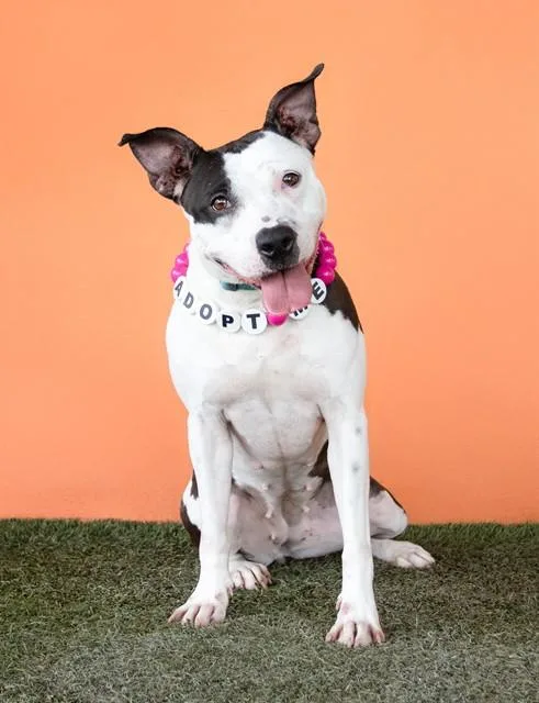 An adult medium-sized female Pit Bull Terrier dog named Mily for adoption in Miami, FL