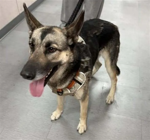 An adult medium-sized female Brown / Chocolate German Shepherd Dog dog named Piper for adoption in Tigard, OR