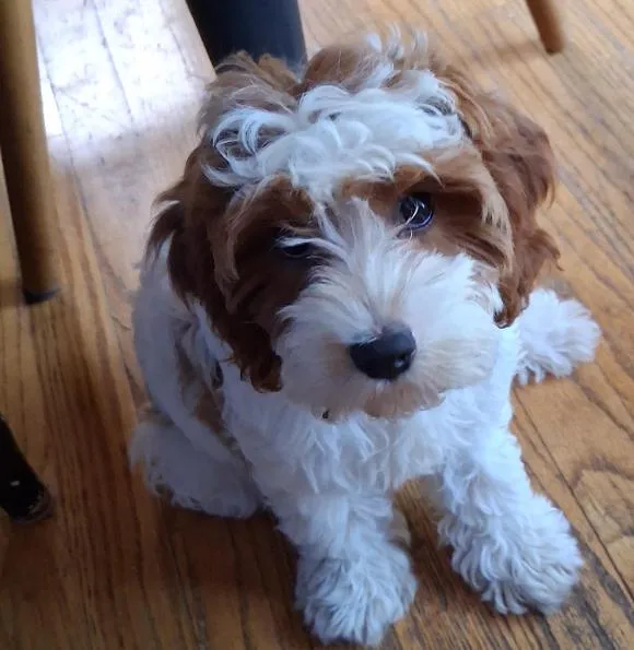 A baby medium-sized female Cavalier King Charles Spaniel dog named Lola for adoption in Brooklyn Center, MN