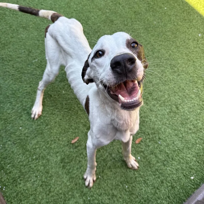 An adult medium-sized male White / Cream Plott Hound dog named Wishbone for adoption in LOXAHATCHEE, FL
