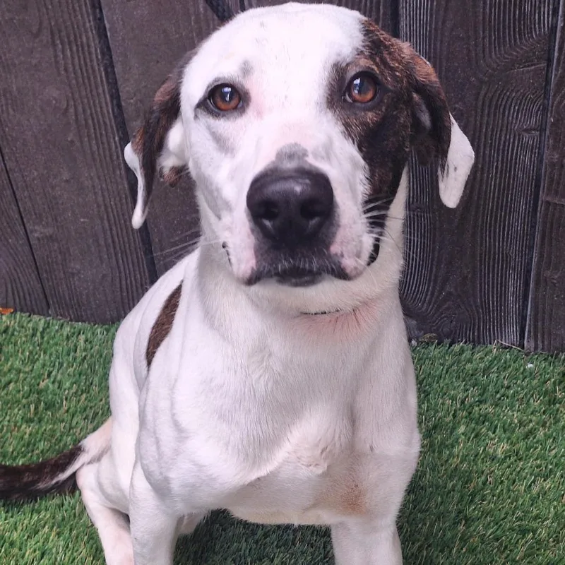 Wishbone thumbnail 2