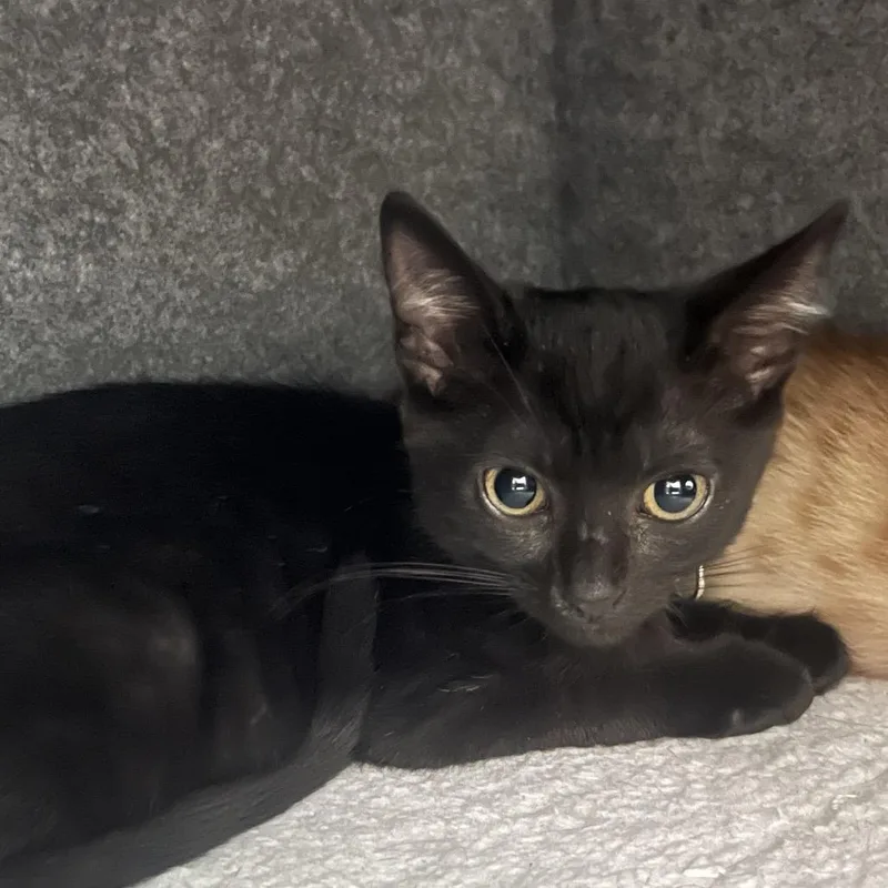 A baby small-sized female Black Domestic Short Hair cat named Julia for adoption in Lauderhill, FL