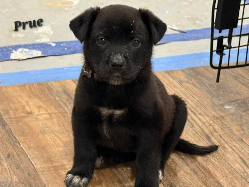 A baby large-sized female Shepherd dog named Prue Could I Be for adoption in Oakhurst, NJ