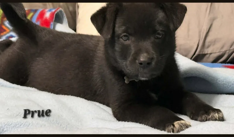 Prue Could I Be thumbnail 2