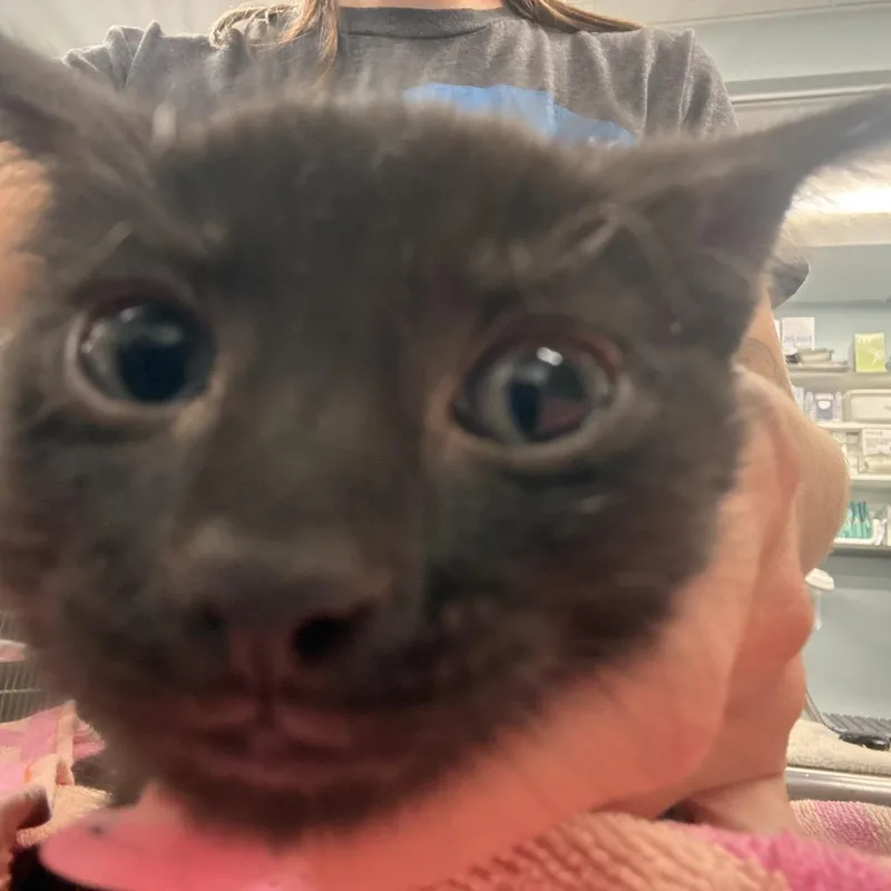 A baby small-sized female Black Domestic Short Hair cat named Sassette for adoption in Wheeling, IL