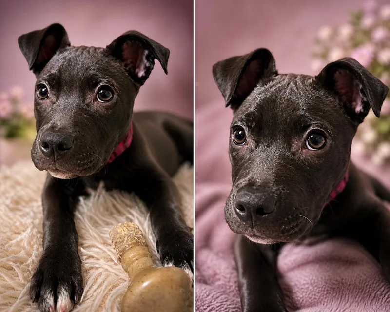 A baby medium-sized female Black Labrador Retriever dog named Remy for adoption in Avondale, PA