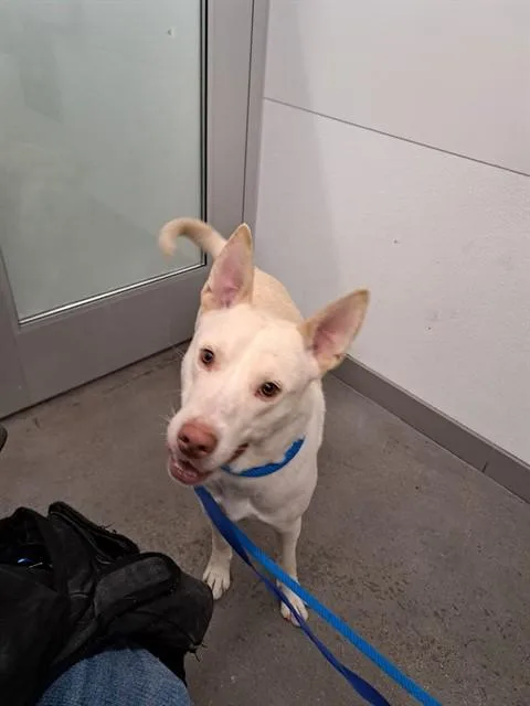 A young large-sized male Husky dog named Lenny for adoption in Mesa, AZ