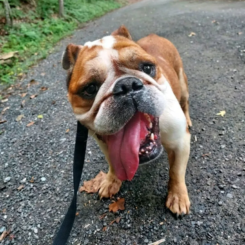 A senior medium-sized female Tricolor (Brown, Black, & White) English Bulldog dog named Darla for adoption in Sunderland, MD