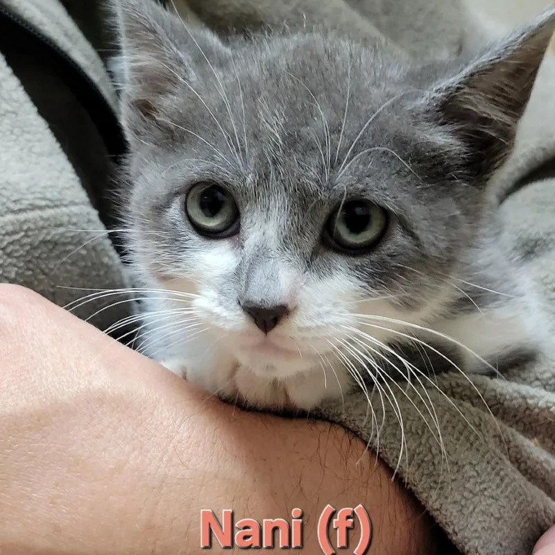 A baby small-sized female Gray / Blue / Silver Domestic Short Hair cat named Nani for adoption in Abingdon, MD