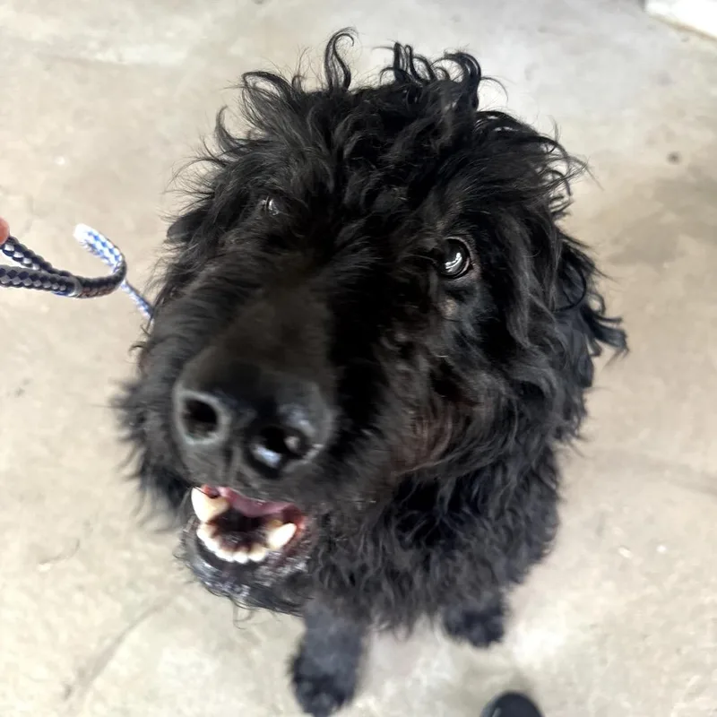 An adult large-sized male Black Standard Poodle dog named Shadow for adoption in Wadena, MN