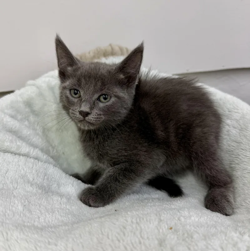 A baby medium-sized female Domestic Medium Hair cat named Missy for adoption in Sonora, CA