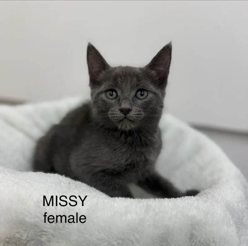 Missy thumbnail 3