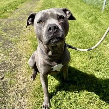 An adult medium-sized male Mixed Breed dog named Ford for adoption in Roseburg, OR