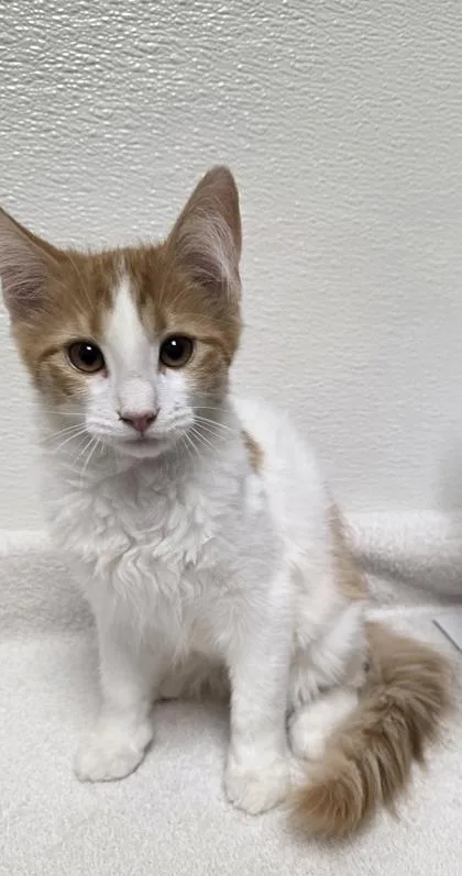 A young small-sized female Domestic Short Hair cat named Peaches for adoption in Phoenix, AZ