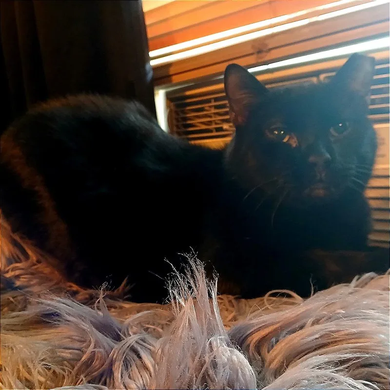 An adult small-sized male Black Domestic Short Hair cat named Okarun for adoption in Winchester, VA