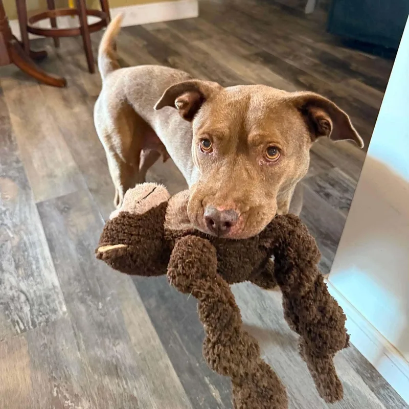 A senior medium-sized female Pit Bull Terrier dog named Sassy for adoption in Largo, FL