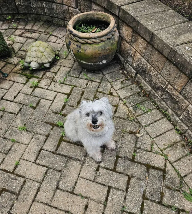 An adult small-sized female White / Cream Miniature Schnauzer dog named Angel for adoption in Oswego, IL