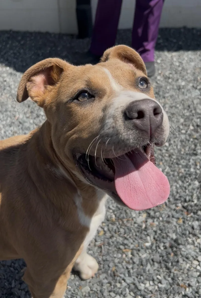 A young medium-sized male Red / Chestnut / Orange Mixed Breed dog named Bear for adoption in Germanton, NC