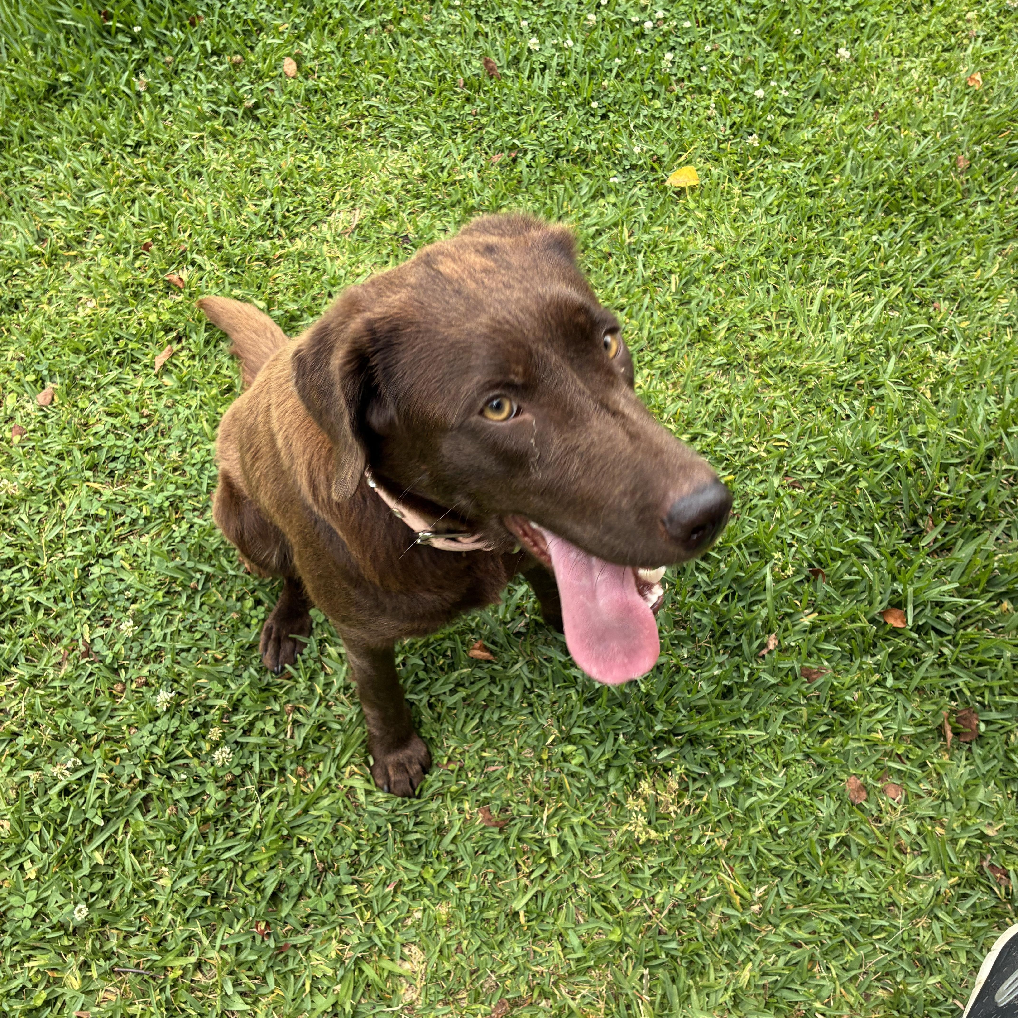 A young medium-sized female Brown / Chocolate Chocolate Labrador Retriever dog named Hazel for adoption in Kiln, MS