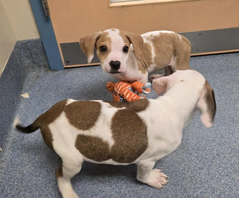 A young small-sized male Pit Bull Terrier dog named Jasper for adoption in Suffolk, VA