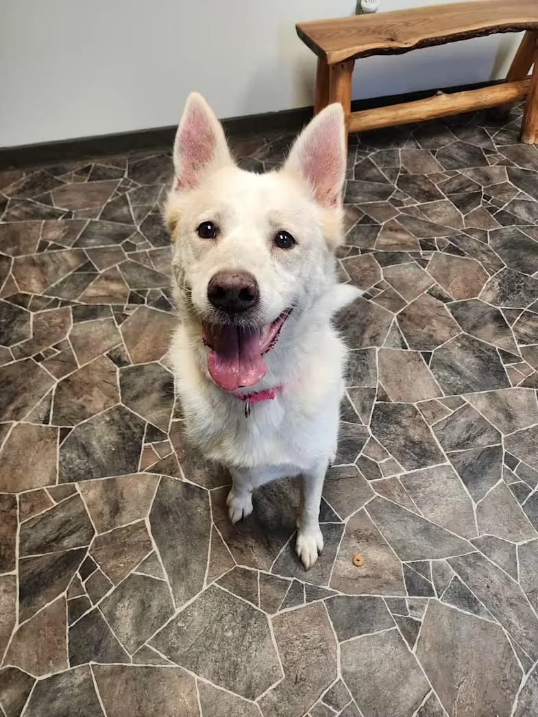 A senior large-sized female Siberian Husky dog named Zoey for adoption in Sterling Heights, MI