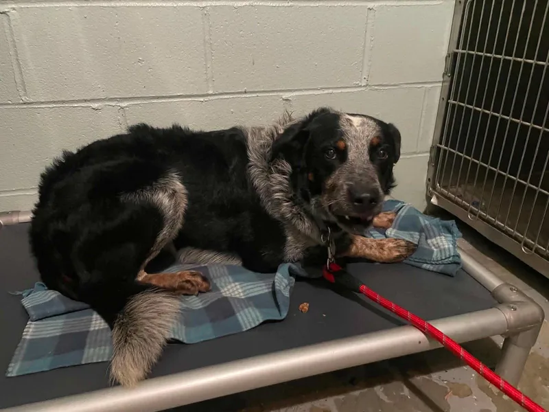 An adult medium-sized male Cattle Dog dog named Balloo for adoption in Frenchburg, KY