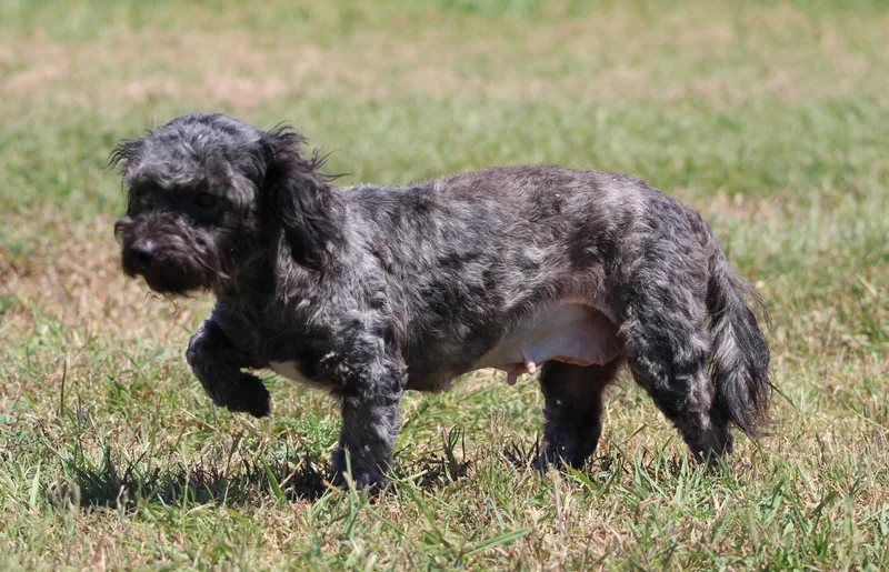 A young small-sized female Gray / Blue / Silver Miniature Poodle dog named Cutie Pie for adoption in Temple, TX