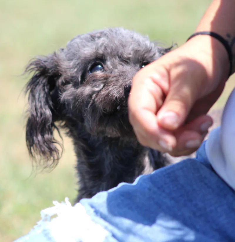 Cutie Pie thumbnail 3
