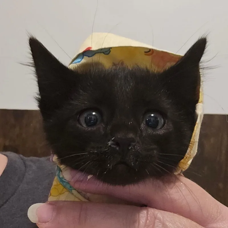 A baby small-sized male Black Domestic Short Hair cat named Nala Olson for adoption in Eagle Mountain, UT