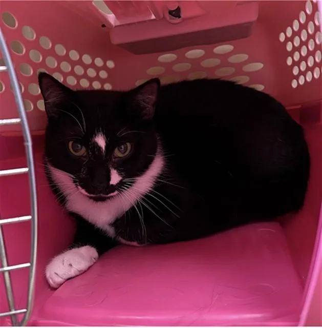 A young large-sized male Domestic Short Hair cat named Billie for adoption in Lincolnton, NC
