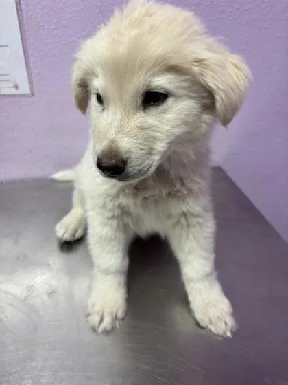 A baby small-sized male White / Cream Retriever dog named 61007801 for adoption in El Paso, TX